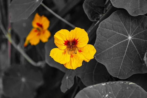 Nasturtium jaune rouge noir et blanc — Photo