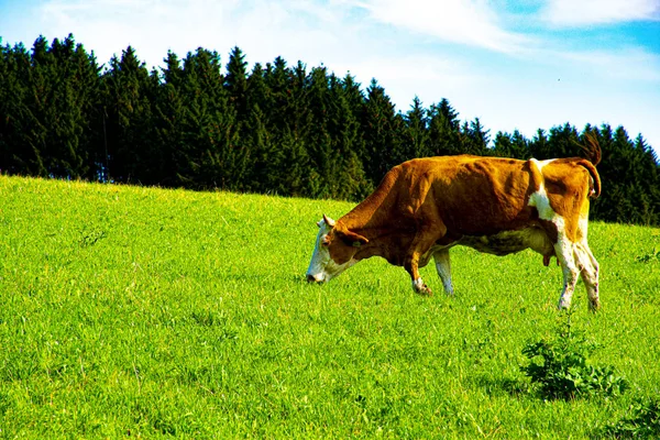 Vaca pastando en Asiago número dos —  Fotos de Stock