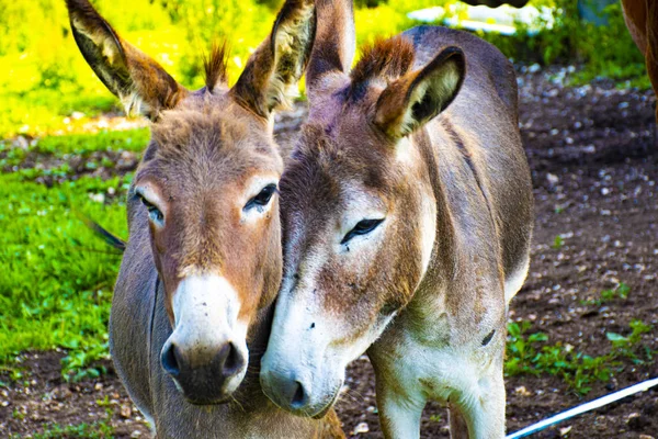Donkeys in Asiago show up for the photo — Stock Photo, Image