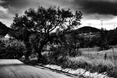 kasvetli gökyüzü ile yol yakınında bir ağaç