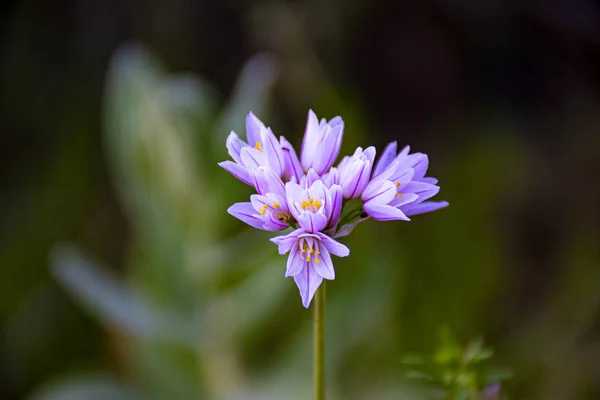 Naturlig bukett av vilda lila blommor — Stockfoto