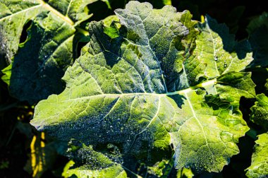 DAW Brassica yeşil bir yaprak üzerinde