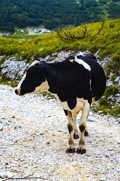 Vaca blanca y negra en Asiago — Foto de Stock