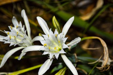 Pancratium maritimum yağmur çiçeği
