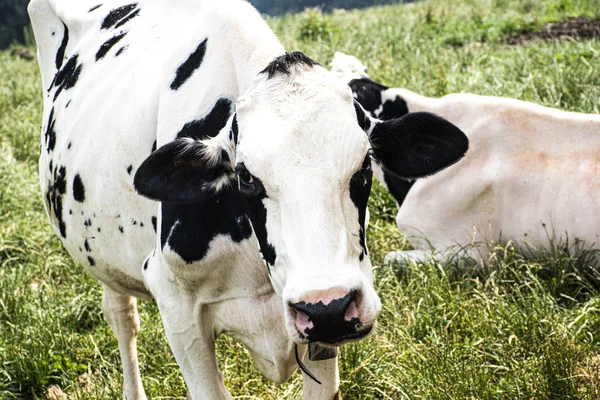 Vaca pastando en Asiago — Foto de Stock