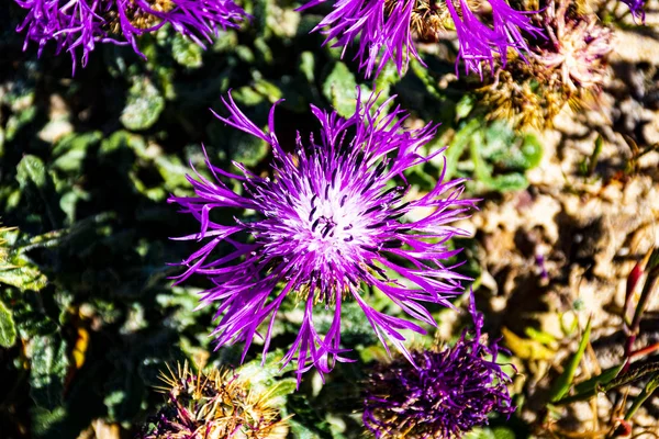 Rosa Strahlen des Lebens freigesetzt — Stockfoto