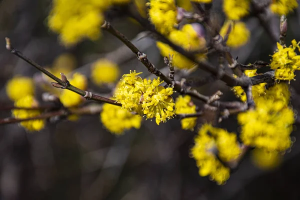 Cornus Officinalis yellow Stock Photo