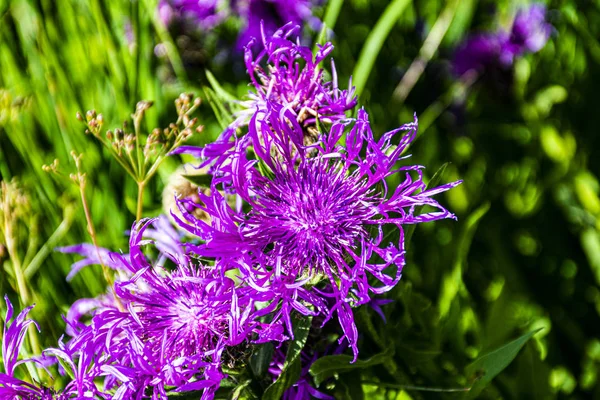 Centaurea Nervosa aciano alpino número cuatro — Foto de Stock