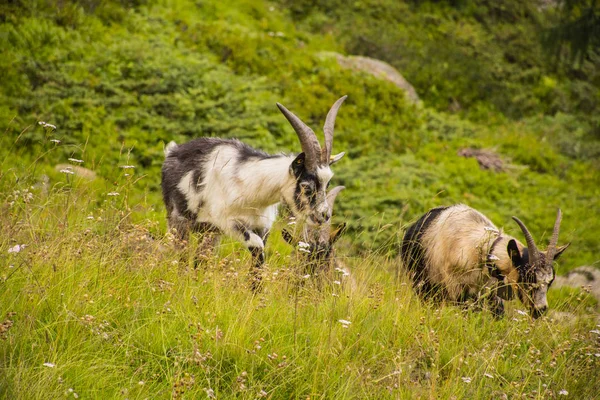 Chèvres pâturent dans les prairies du Tyrol du Sud huit — Photo