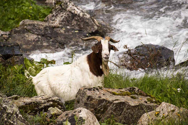 Chèvres pâturent dans les prairies du Tyrol du Sud onze — Photo