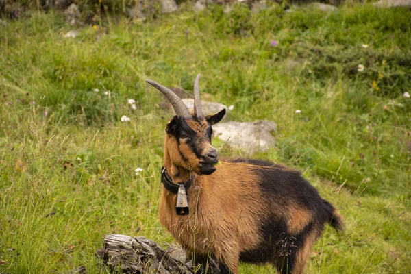 Chèvres pâturent dans les prairies du Tyrol du Sud quatre — Photo
