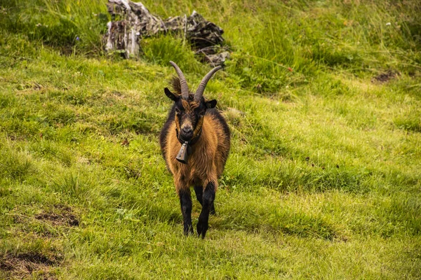 Les chèvres paissent dans les prairies du Tyrol du Sud — Photo