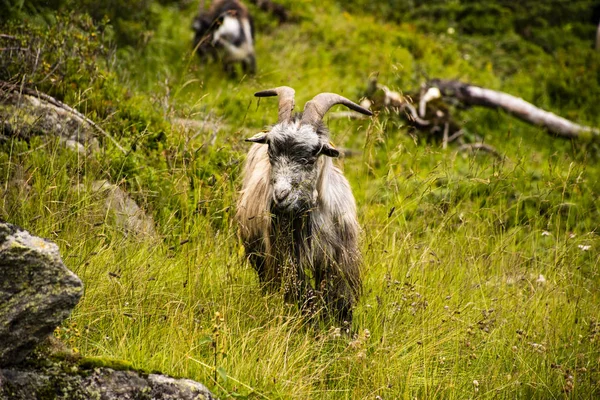 Geiten grazen in de weilanden van Zuid-Tirol negen — Stockfoto