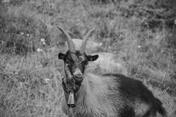 Chèvres pâturent dans les prairies du Tyrol du Sud six — Photo