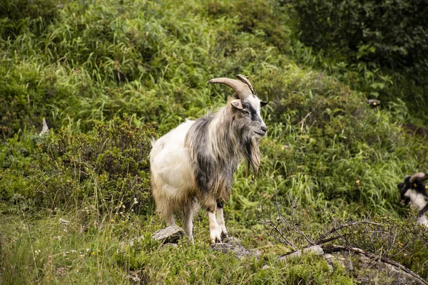 Chèvres pâturent dans les prairies du Tyrol du Sud dix — Photo