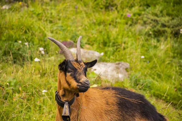 Chèvres pâturent dans les prairies du Tyrol du Sud trois — Photo