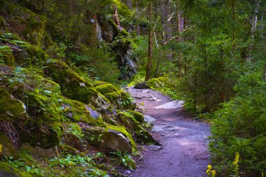 Tyrol dört ormanda yol