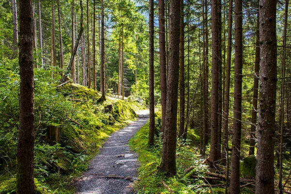 path in the woods of Tyrol two