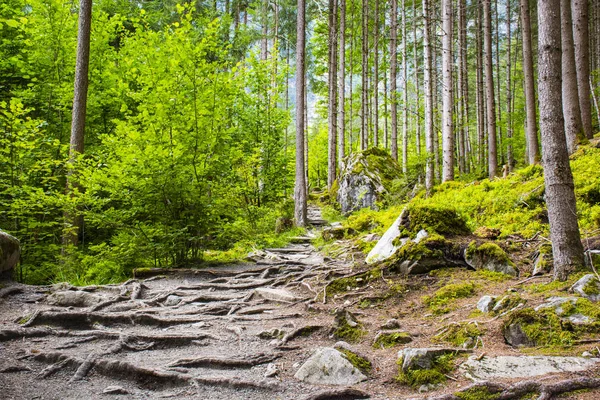 path in the woods of Tyrol