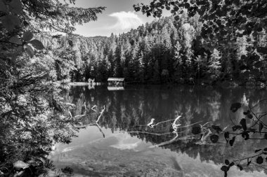 Piburger gölü dokuz