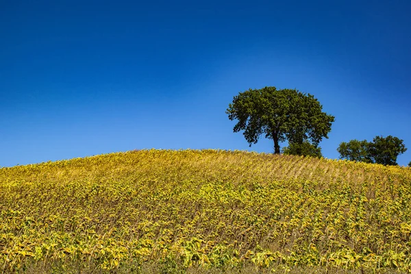 Ayçiçeği ve ağaç