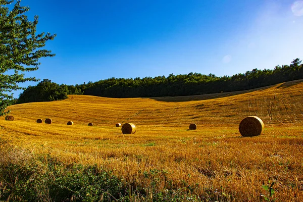 Campos amarelos com árvore um — Fotografia de Stock