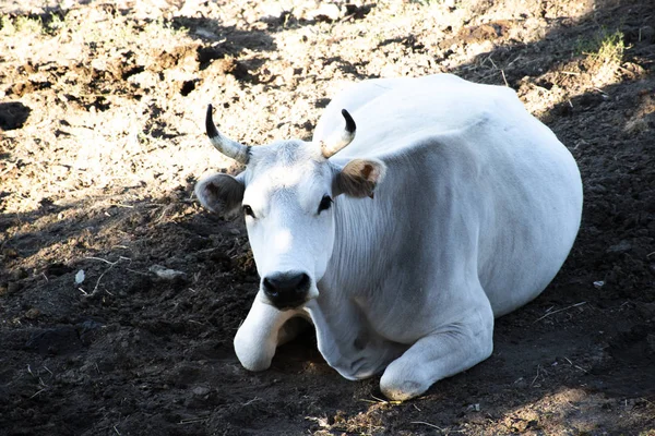 Vaca blanca descansando — Foto de Stock