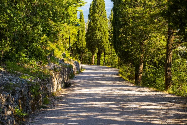 Cipresso e sentiero — Foto Stock