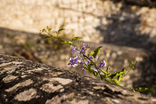 Μοβ λουλούδι και πέτρες — Φωτογραφία Αρχείου