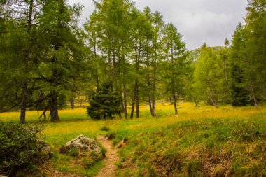 Ağaçların arasından yol