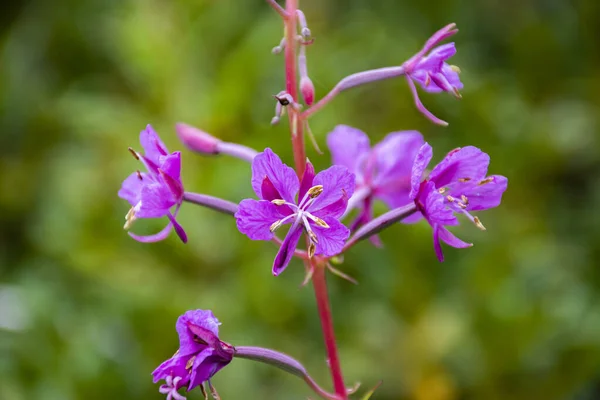 Número de caule rosa zero — Fotografia de Stock