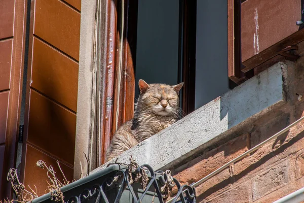 Katze Ruht Der Sonne Auf Einem Fensterbrett Venedig Italien — Stockfoto