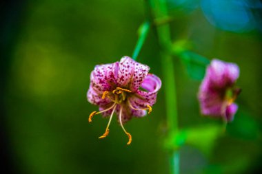 Yeşil arka planı olan bir Martagon zambağı.