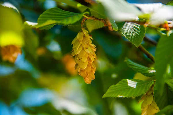Yazın yeşil yapraklı bir boynuz direğinin kapanışı.