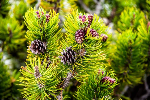 close up of a pine cone of a wild mountain pine in Monte Baldo near Lake Garda, Verona, Italy