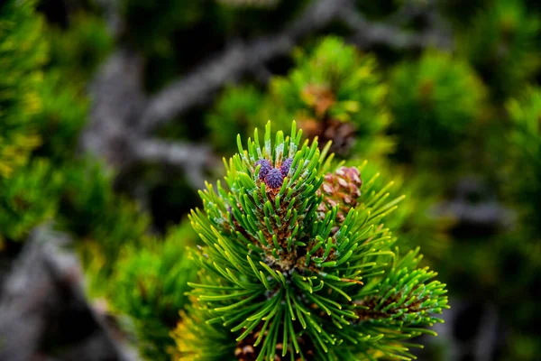 Close Pine Cone Wild Mountain Pine Monte Baldo Lake Garda — Stock Photo, Image