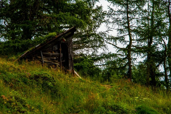 Εγκαταλελειμμένη Καλύβα Ανάμεσα Στα Πεύκα Στο Lagorai Στις Άλπεις Trentino — Φωτογραφία Αρχείου