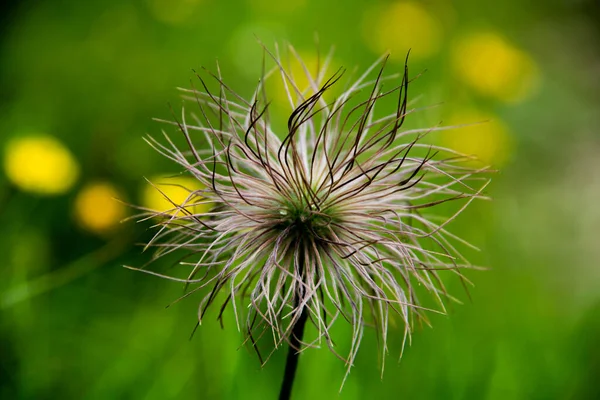 Close Genum Montanum Green Meadows Lagorai Trentino Alps Background Summer — Stock Photo, Image