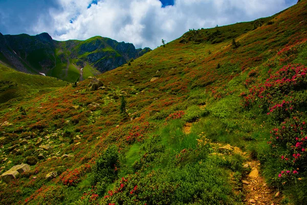 Weg Steigt Zwischen Den Alpinen Und Granitfelsen Von Lagorai Bei — Stockfoto