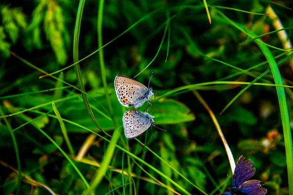 Duas Borboletas Perseguir Uns Aos Outros Entre Verde Verão Dos — Fotografia de Stock