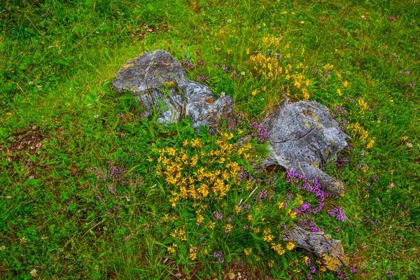 Beautiful Yellow Red Flowers Lagorai Meadows Granite Rocks Lake Levico — Stock Photo, Image