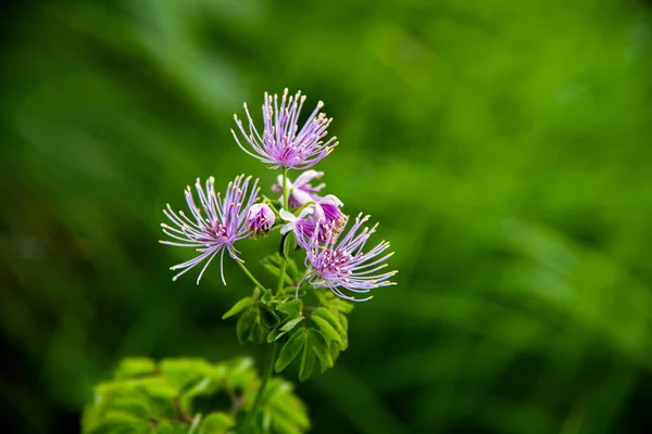 Thalictrum aquilegifolium 'un yakınındaki Lagorai çayırlarında Lago dei Levico, Trento, İtalya yakınlarındaki granit kayalıklar arasında yeşil arka plan çekimi