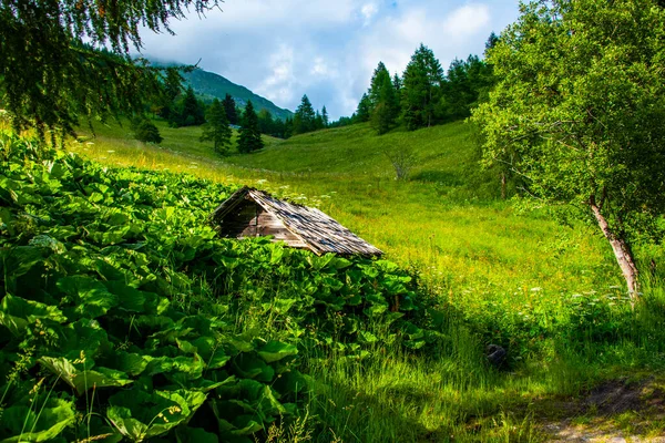 Verlassene Holzhütte Inmitten Üppiger Vegetation Der Herrlichen Sommerkulisse Des Lagorai — Stockfoto