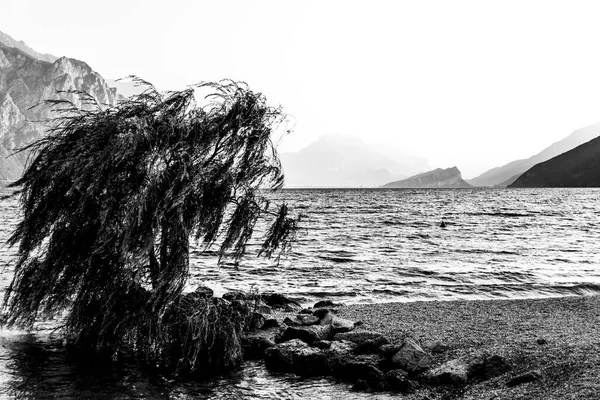 Imagen Sauce Lago Garda Por Mañana Temprano Provincia Verona Italia — Foto de Stock