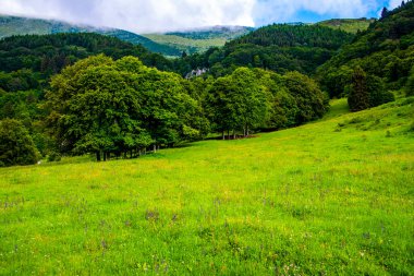 İtalya 'nın Trento kentindeki Monte Altissimo di Nago' da yazın açan güzel yeşil çayırlar arasındaki ağaçlar