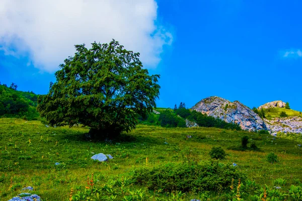 Bäume Inmitten Wunderschöner Grüner Wiesen Die Sommer Auf Dem Monte — Stockfoto