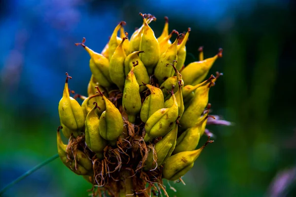 Gros Plan Gentiana Lutea Sur Monte Altissimo Nago Trente Italie — Photo