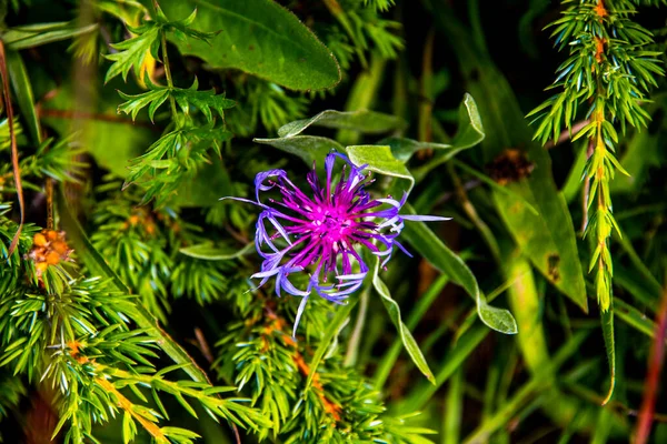 Primer Plano Cyanus Montanus Violet Monte Altissimo Nago Trento Italia — Foto de Stock