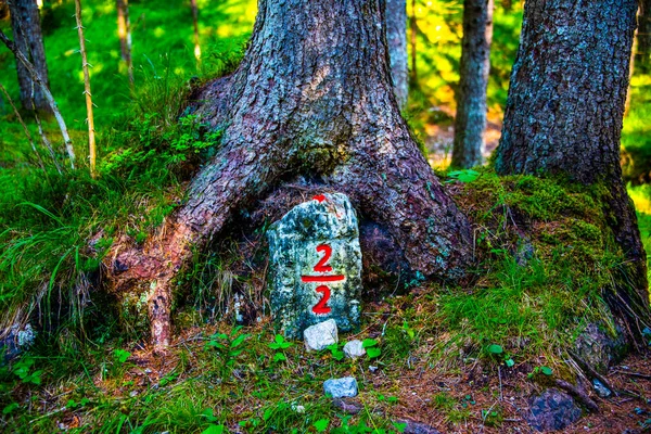 Két Vágás Kettővel Írva Gyökerei Egy Fenyőfa Erdőben Körül Cortina — Stock Fotó