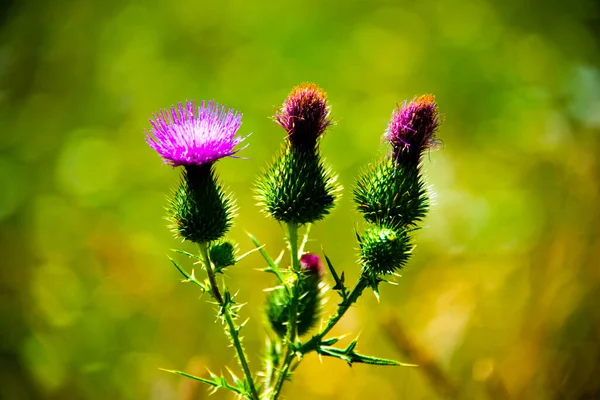 Três Cardos Verdes Uma Flor Rosa Com Fundo Verde — Fotografia de Stock